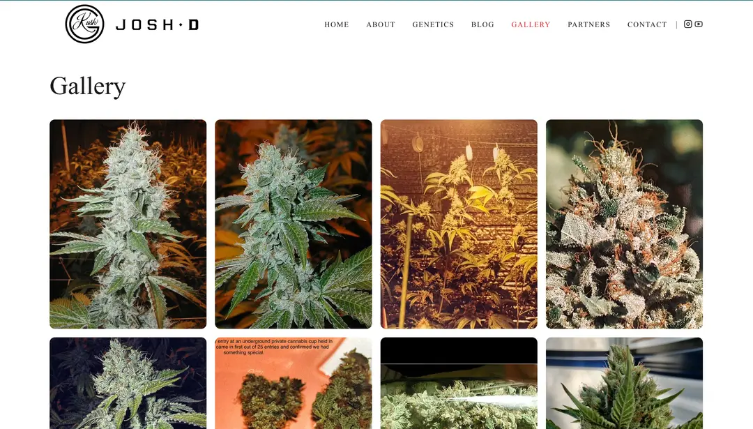 Josh D OG Kush supporting product visual